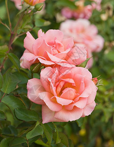 罗莎绿色天然背景的美丽粉红玫瑰光束焦点叶子背景浅图片