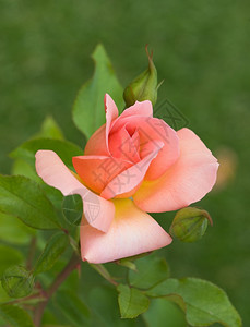 绿色天然背景的美丽粉红玫瑰光束焦点自然刺植物群图片