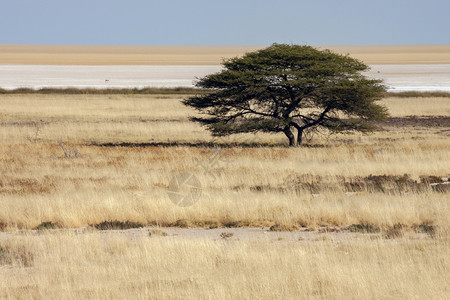 非洲纳米比亚Etosha公园的盐泛远景树艾伦图片