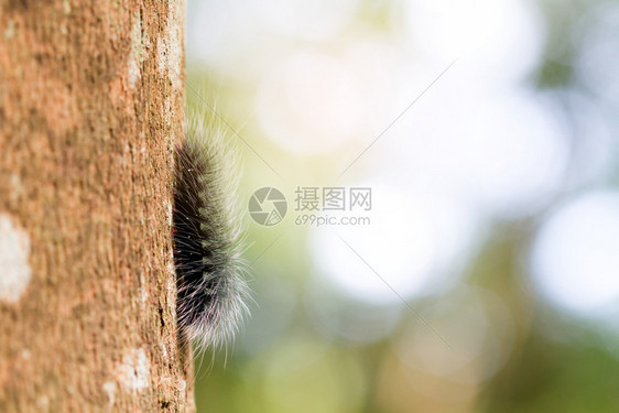 枝条在树上紧贴毛虫茸的可爱图片