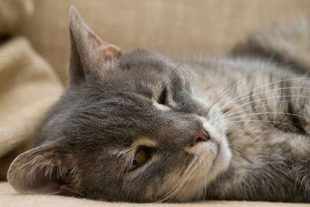 毛茸的一只睡猫肖像小毛皮图片