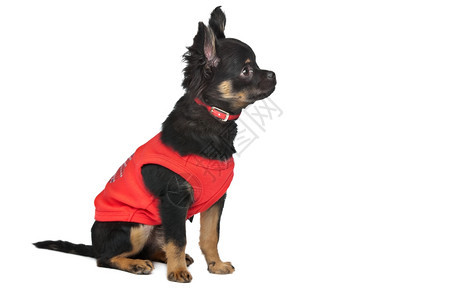 白色背景面前穿红衬衫的吉娃和红色衬衫的外衣黑犬类动物图片
