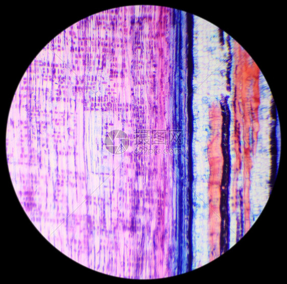 在下面植物学BasswoodStemLS显微镜下干木柴厂纵向部位植物图片