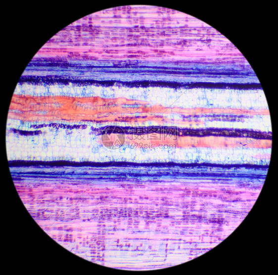 微观的植物学BasswoodStemLS显微镜下干木柴厂纵向部位椴树图片
