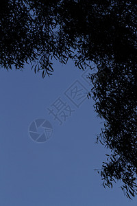 黄昏树的自然框架黄昏树叶的自然框架与夜晚蓝地的复制休假空间是澳大利亚维多州HallsGap附近格拉姆皮山约瑟夫靠近蓝色的图片