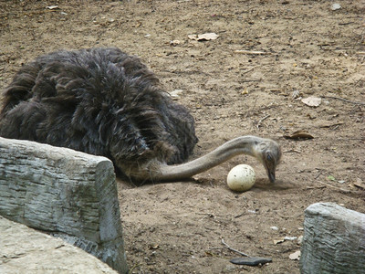 受保护野生动物园里有鸡蛋的Ostrich卡塔奎图片