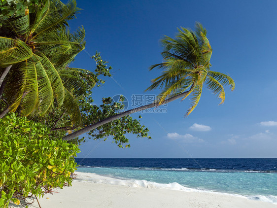 海洋马尔代夫印度洋的伊德利热带岛屿天堂旅行树图片