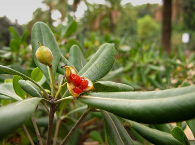 美丽的秋天rhododendron果子水多叶的图片