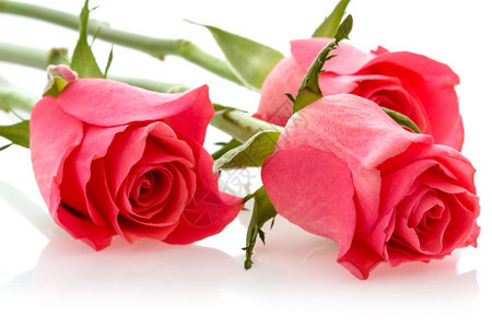 白色的三朵粉红玫瑰落在白色背景上新鲜花的图片