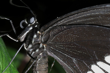 翅膀野生动物天然的美丽蝴蝶紧闭昆虫图片