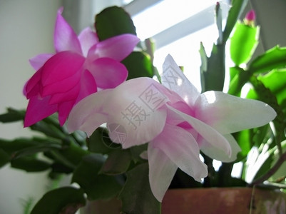 经过阳光下粉红白颜色的仙人掌盛开室内植物花图片