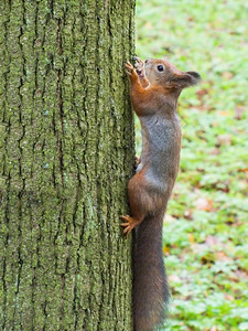 木头秋天一种松鼠在树上坐小心地看着摄像机图片