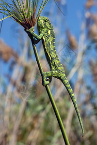 自然芦苇位于非洲博茨瓦纳北部奥卡万戈三角洲草原床的变色龙蜥蜴图片