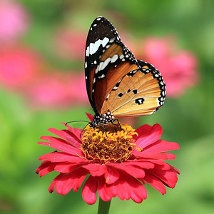 美丽的蝴蝶在自然中天线昆虫学家图片