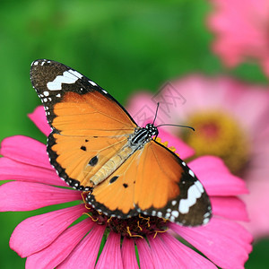场地害虫翅膀花朵上美丽的蝴蝶图片