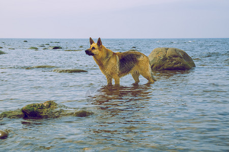 海滩上的狗狗图片