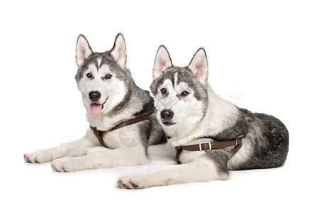 宠物白色背景面前的两只西比亚哈斯基小狗西伯利亚纯种图片