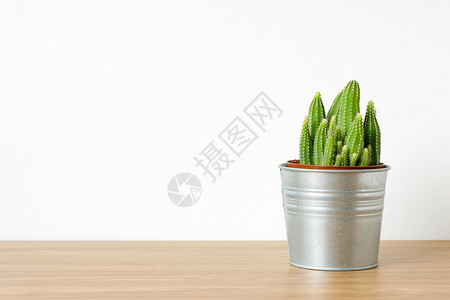 多汁的桌子美丽木板上仙人掌和带复制空间的白色背景苏孵沙漠植物潮动设计概念图片
