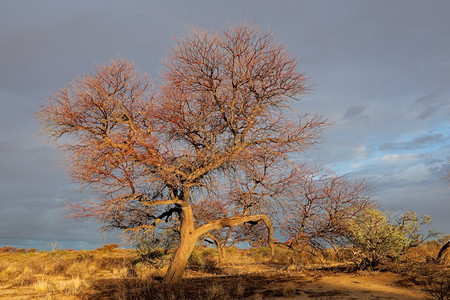 自然南非卡拉哈里沙漠日落时有一棵树的风景观多云植物图片