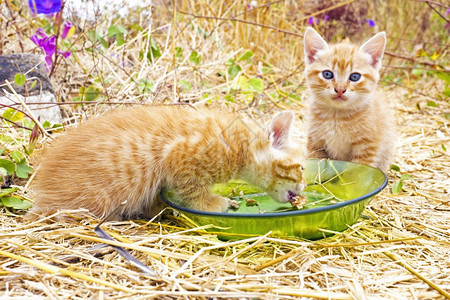 食用小猫婴儿年轻的童图片