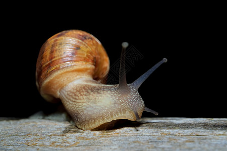 动物夜间花园蜗牛科努以伸展的触角在移动中成像山茱萸积极的背景图片