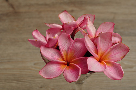 素馨花用于装饰的容器中粉frangipani花朵园植物图片