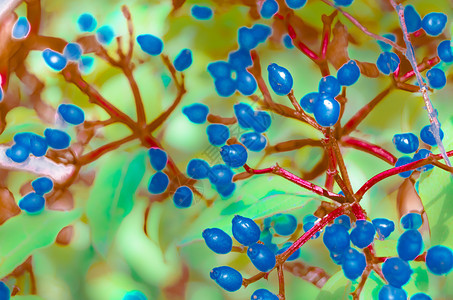 绿色宝藏植物分支的多彩插图形象蓝色图片