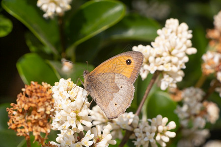 天线棕褐色草蝴蝶降落在花朵上一种法国图片
