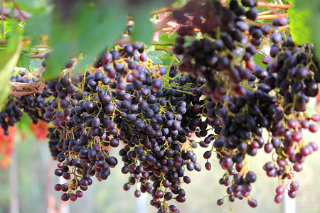 葡萄酒农场园收割成熟的照片藤蔓图片