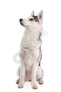 品种灰色的北极西伯利亚胡斯基小狗西伯利亚乌斯基小狗在白人背景面前图片