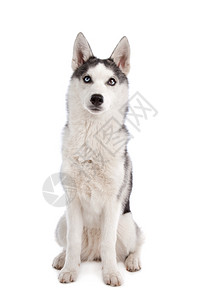 正面西伯利亚胡斯基小狗西伯利亚乌斯基小狗在白人背景面前工作室哺乳动物图片