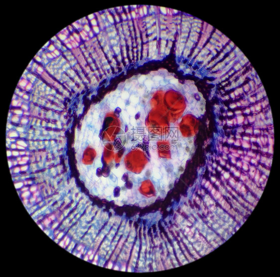 椴木植物学BasswoodStemCS显微镜下的干木制圆工厂的横截面菩提树图片