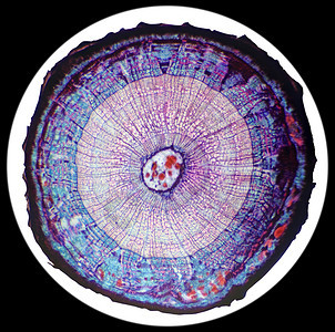 叉植物群生学BasswoodStemCS显微镜下的干木制圆工厂的横截面图片