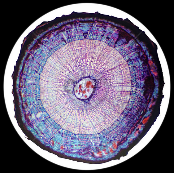 叉植物群生学BasswoodStemCS显微镜下的干木制圆工厂的横截面图片