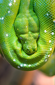 野生动物近距离拍摄天然模糊本底绿树青色背景莫雷利亚爬虫图片