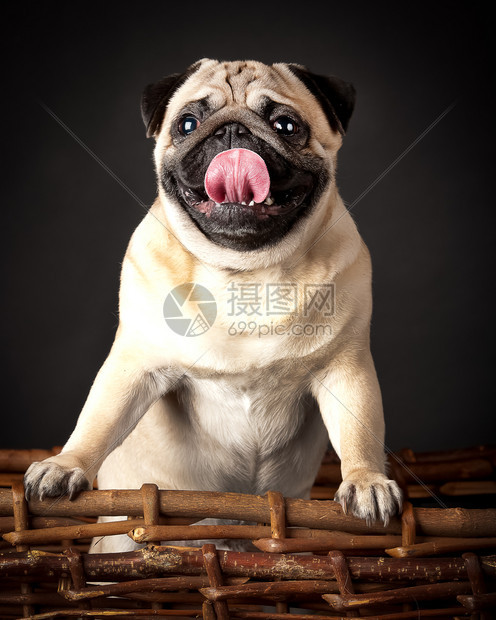 动物Pug狗工作室照片黑背景在篮子里的泥巴上黑色犬类图片