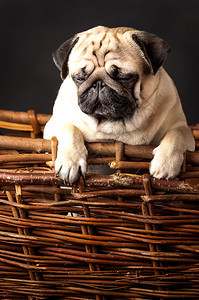 品种Pug狗工作室照片黑背景在篮子里的泥巴上肖像国内的图片