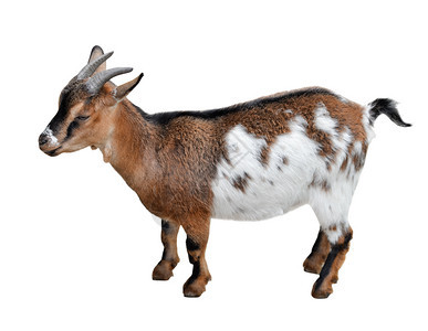 有机的哺乳动物全长山羊完被孤立在白色有趣的和棕褐雌山羊上紧闭农场动物棕色的图片