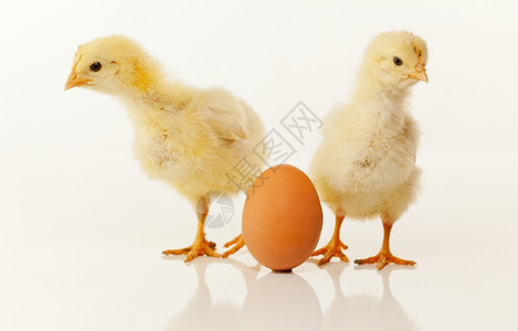 两只小鸡和鸡蛋高清图片