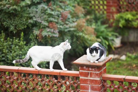 水平的猫在栅栏上行走盯着白猫头部水平图像小猫哺乳动物图片