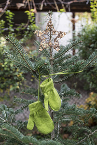 分支机构温暖的Fir树枝上的冬季绿色手套快乐的图片