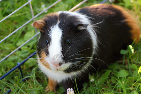 口宠物在花园的铁丝栅栏下在草地上的几内亚猪一种图片
