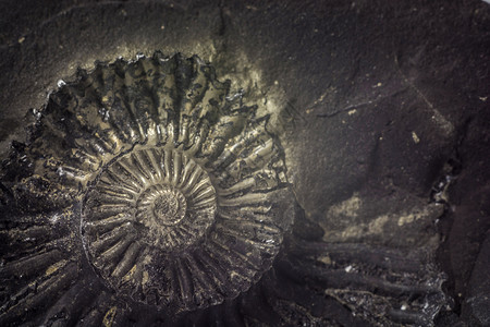 石化的来自尼泊尔穆克蒂纳特周围地区的石灰或沙拉格姆与化石壳螺旋结图片