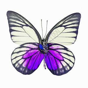 细节黄色的蝴蝶和紫橙胶Ceporaiudith外观色彩剖面以白背景隔离美丽的图片
