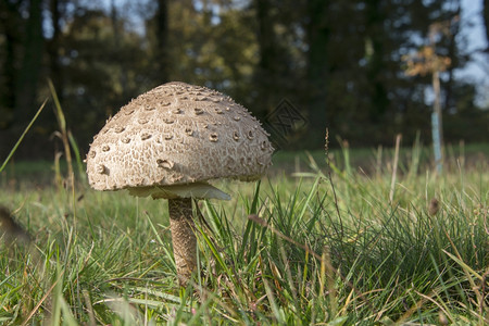 野外大蘑菇图片