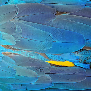 宠物美丽的色彩多鸟羽毛蓝色和金麦考羽毛背景金刚鹦鹉图片