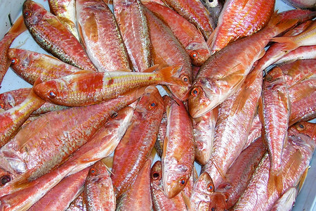 红木板Mulussulutus最近捕捞的鱼类市场地中海阿吉拉斯穆尔西亚班牙欧洲开胃红色的有条纹图片
