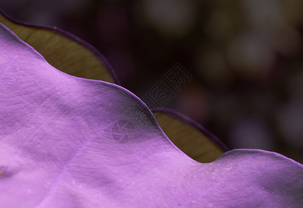 紫色的叶子紧贴在黑色背景上紫的叶子紧闭着生态系统户外美丽图片