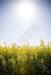 油菜籽花朵Canola作物在澳大利亚炎热的太阳下发光图片