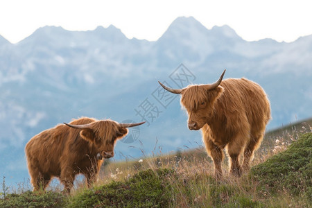 两个高地人苏格兰牛在瑞士阿尔卑斯山奶牛棕色的牦图片